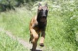 MALINOIS 795